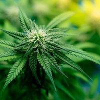 Historic Recommendation by HHS to Reschedule Marijuana to Schedule III Thumbnail