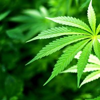 Attorneys Pat Haggerty and Tom Haren Share The Impact of Marijuana on the Legal Profession Thumbnail